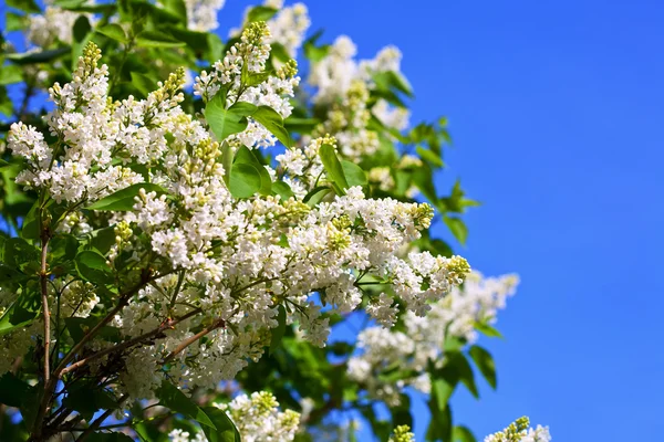 White lilac branch against blue sky — Stock Photo, Image