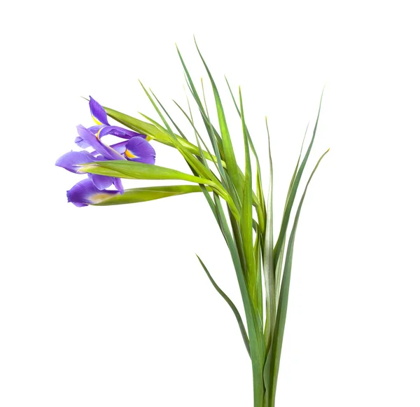 Iris. izolované na bílém — Stock fotografie