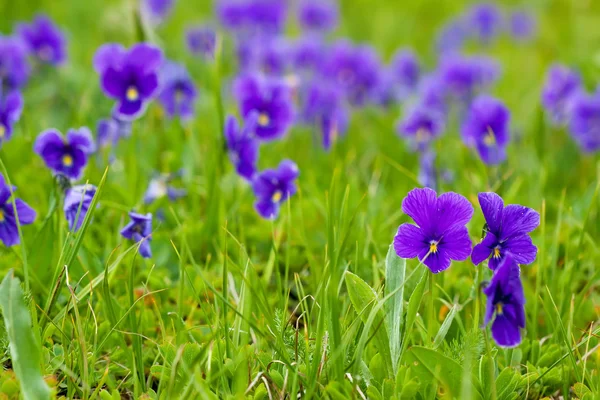 Plant of wild violet — Stock Photo, Image