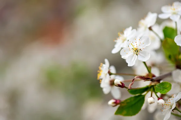 Ramo de árvore de flores com copyspace — Fotografia de Stock