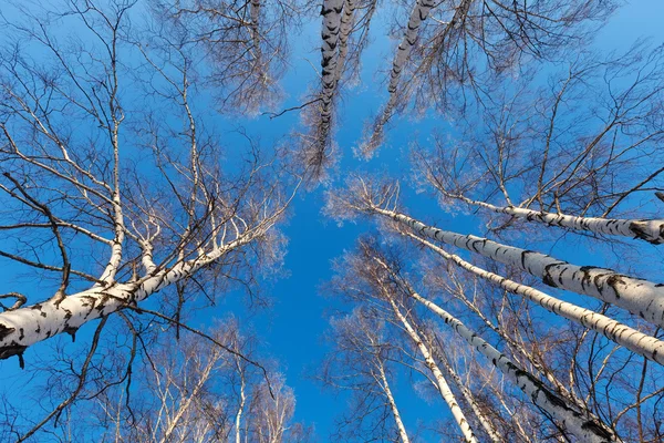 Birch grove in sunny day — Stock Photo, Image