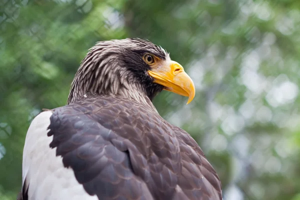 Steller 's Sea Eagle — стоковое фото