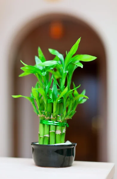 Lucky bamboo plant in pot
