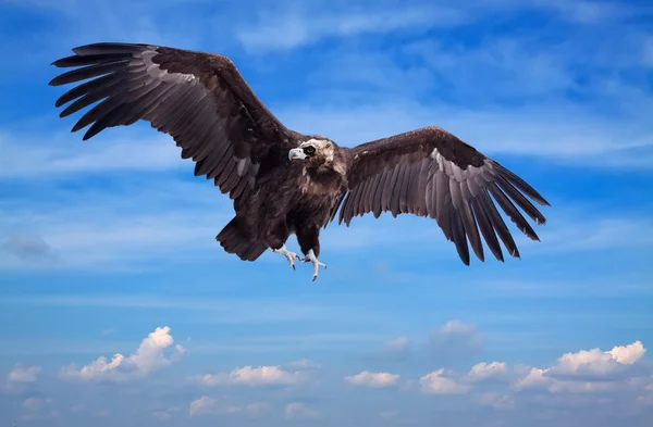 飛行の黒いハゲタカ — ストック写真