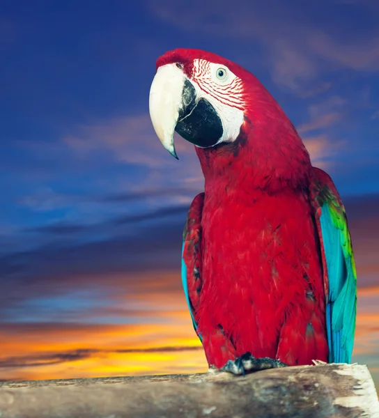 Макаве папагай проти світанку — стокове фото