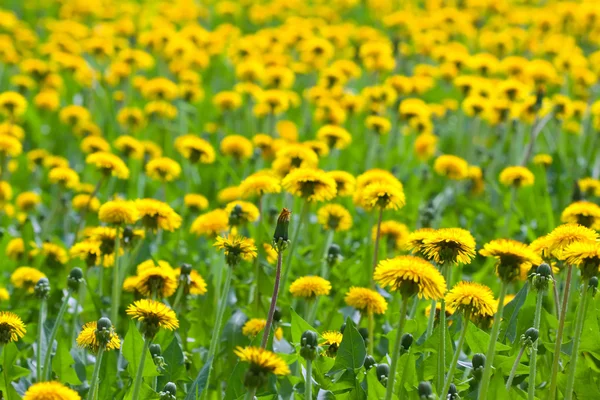 Fundo de flores — Fotografia de Stock