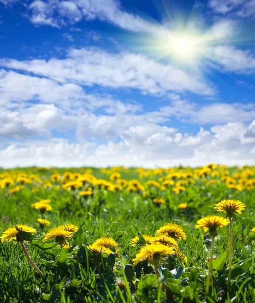 Zomer landschap met paardebloem weide — Stockfoto