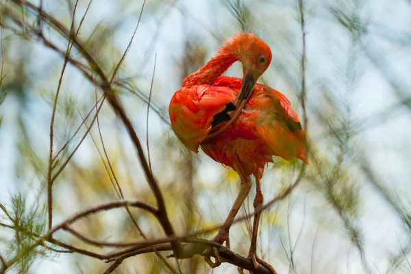 Scarlet Ibis sull'albero — Foto Stock