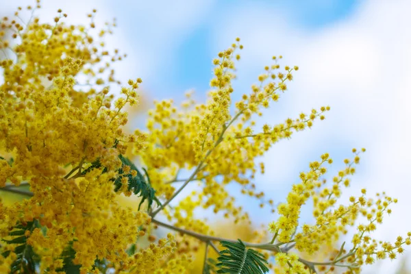 Acacia dealbata branches against sky — Stock Photo, Image