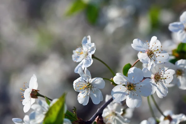 Blooms şube baharda ağaç. — Stok fotoğraf