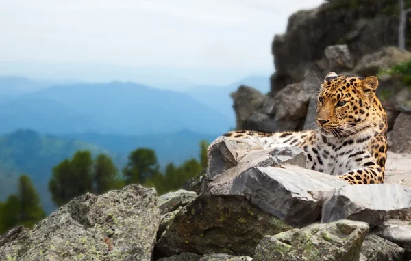 Leopardo sobre roca —  Fotos de Stock