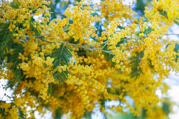 Kwitnąca akacja — Zdjęcie stockowe
