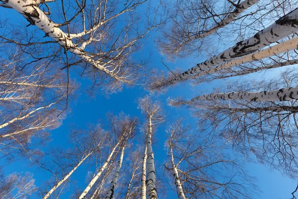 Březový les v zimě den — Stock fotografie