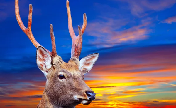 Sika deer against sinset — Stock Photo, Image