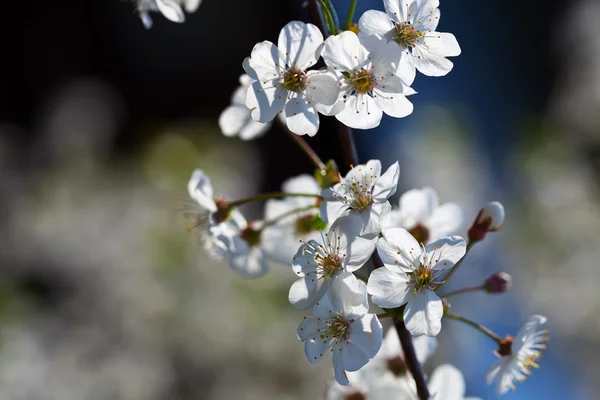 Bloemen boom tak in lentetuin — Stockfoto