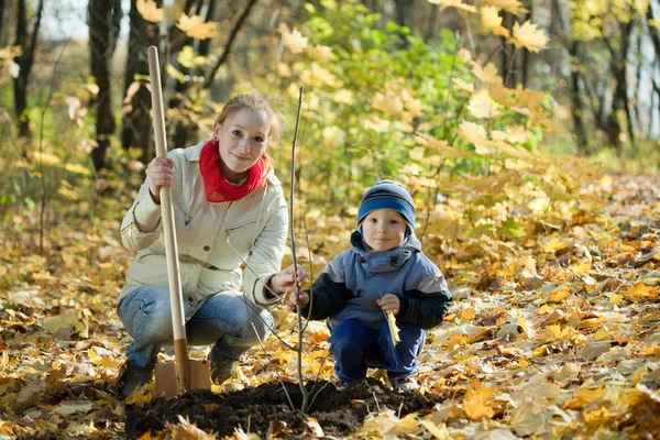 Donna e ragazzo piantare albero in autunno — Foto Stock