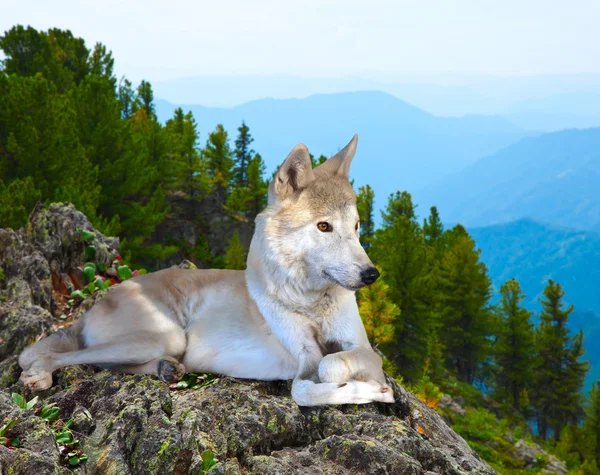 White wolf lays on rock — Stock Photo, Image