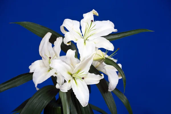 Closeup of white lily — Stock Photo, Image