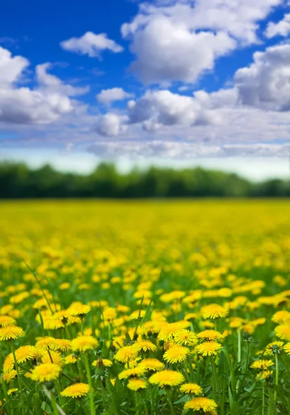 Summer landscape with dandelions meadow — Stock Photo, Image