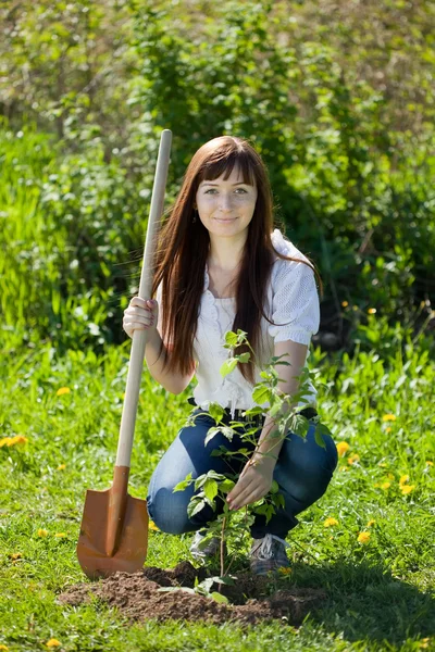 Jardinero femenino plantación de frambuesa —  Fotos de Stock