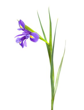single iris on white background clipart