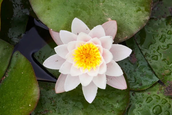 Top view of Nymphaeaceae — Stock Photo, Image