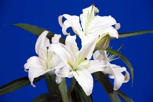 Closeup of white lily — Stock Photo, Image