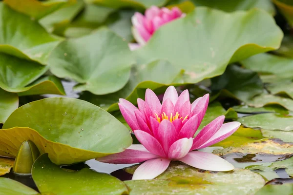 Water lilies growing in quiet waters — Stock Photo, Image