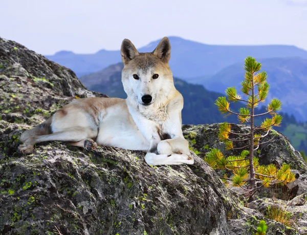 Wolf auf Stein in Wildnisgebiet — Stockfoto
