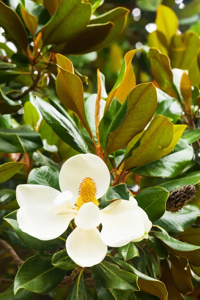 Flower of ficus tree i — Stock Photo, Image