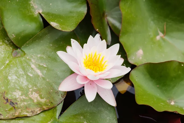 Water lilies — Stock Photo, Image