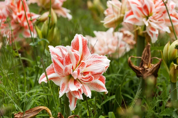 Lily, Bahçe çim — Stok fotoğraf