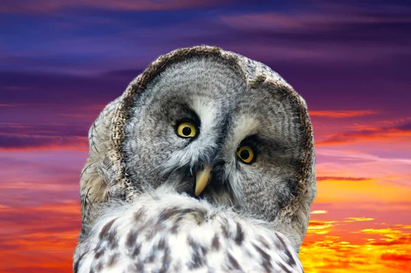 Head of great Gray Owl — Stock Photo, Image