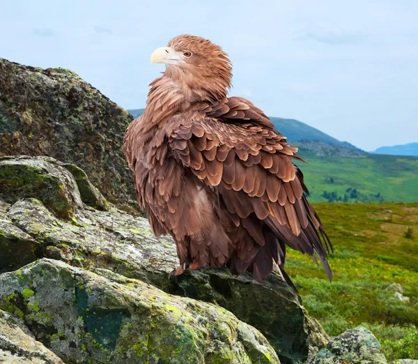 Eagle on rock — Stock Photo, Image