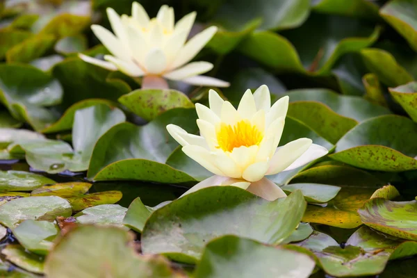 Gigli di acqua bianca — Foto Stock