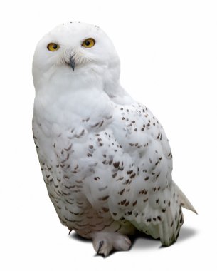Snowy Owl over white clipart