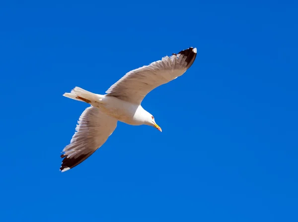Hovering seagull — Stock Photo, Image