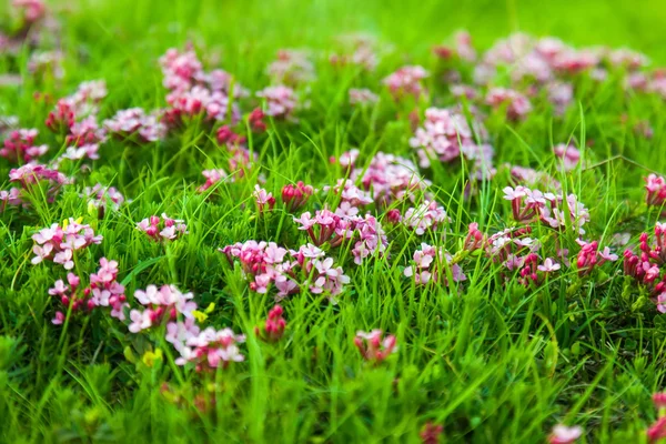 Wild plant of pink flower — Stock Photo, Image