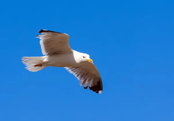 Soaring white seagull — Stock Photo, Image