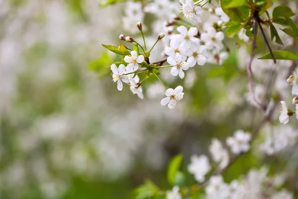 Ramo de árvore em flor — Fotografia de Stock