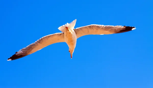 Vliegende zeemeeuw — Stockfoto