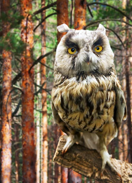 Long-eared Owl — Stock Photo, Image