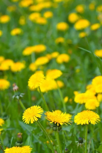 Green field with yellow dandelions — Stock Photo, Image