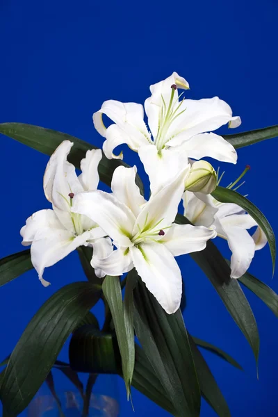 Closeup of white lily — Stock Photo, Image