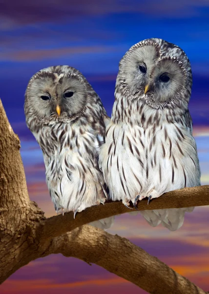 Owl couple against sunset sky — Stockfoto