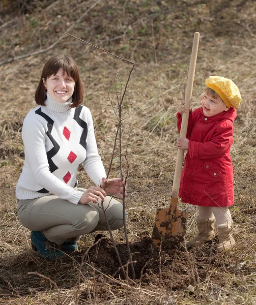 Mujer con hija establece árbol — Foto de Stock