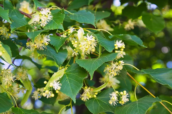 Blossoming linden branch — Stock Photo, Image