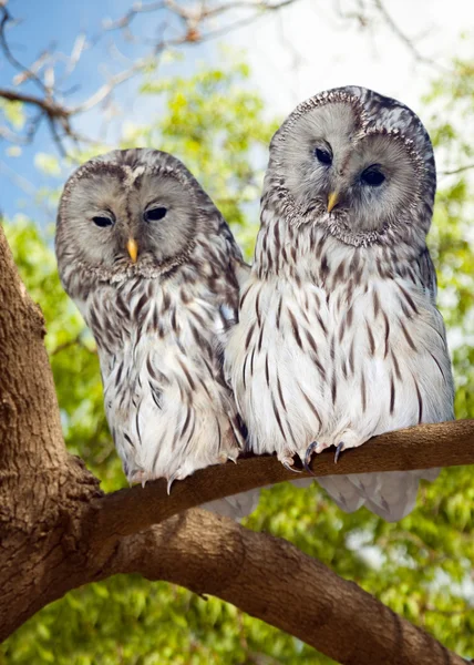 Grey Owls couple on tree — Stock Photo, Image