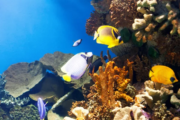 Tropical fish at coral — Stock Photo, Image