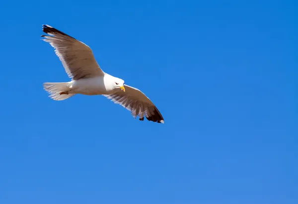 Flying seagull with copyspace — Stock Photo, Image